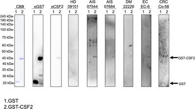 Frontiers | Utility of atherosclerosis-associated serum antibodies